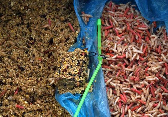 Continuare  - nada-mrene.jpg